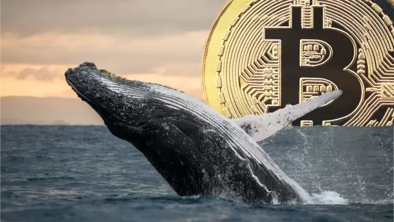 Dev Balinadan Yüklü Bitcoin (BTC) Transferi: Borsaya Taşıyor!