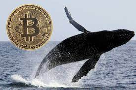 Son Dakika: En Büyük Bitcoin Balinasına Dava Açıldı!